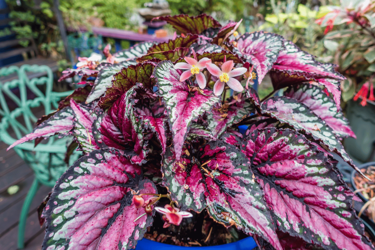 Rex begonia.png